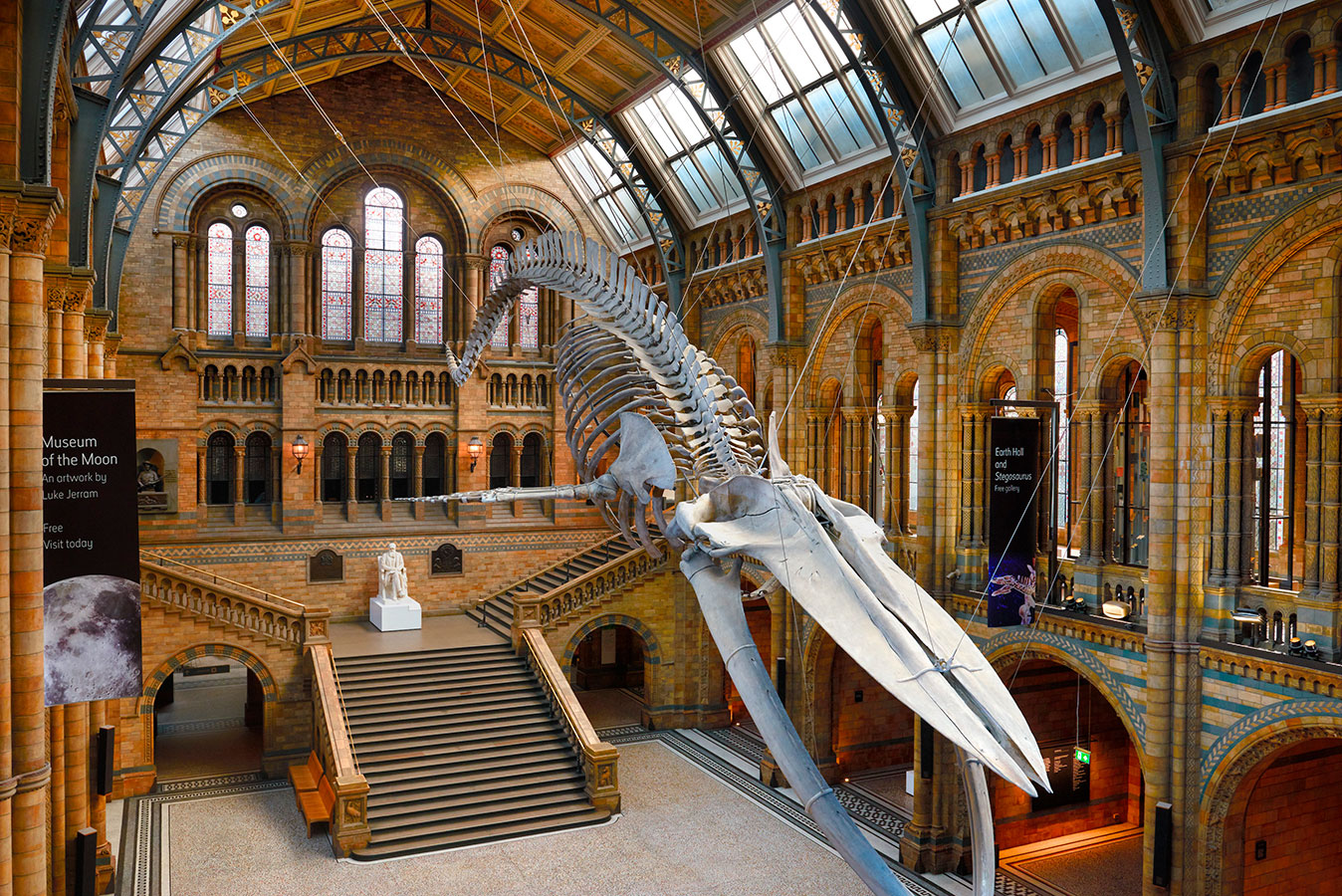 Hope the blue whale skeleton in the Hintze Hall Natural History Museum