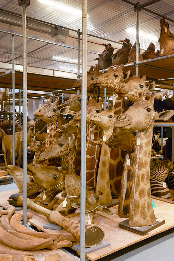 A giraffe audience comprising taxidermy heads of Rothschilds reticulated and maasai giraffes Natural History Museum